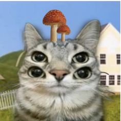 a cat is looking at the camera with a mushroom on top of it's head