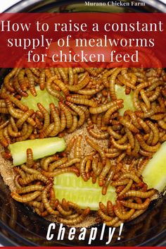 Mealworms in bowl raised at home Aesthetic Chicken Coop, Meal Worms For Chickens, Raising Mealworms, Chicken Feed Recipe, Farm Life Aesthetic, Meal Worms Raising, Mealworm Farm, Aesthetic Chicken