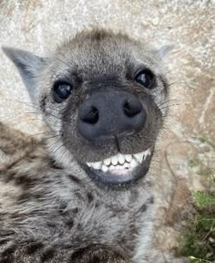 a baby hyena is smiling for the camera