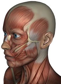 an image of a man's head and neck with muscles highlighted