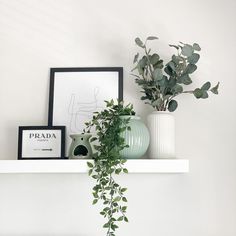 some plants are sitting on a white shelf