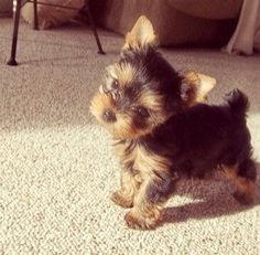 a small black and brown dog standing on top of a carpet