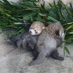 an animal that is laying down on the ground next to some leaves and grass,