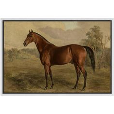 a brown horse standing on top of a grass covered field