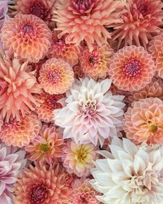 many pink and white flowers are arranged together