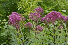 purple flowers are blooming in front of some green bushes and trees on the other side