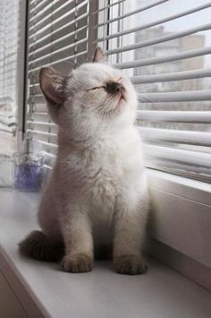 a small white kitten sitting on top of a window sill looking out the window