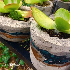 several potted plants are sitting on a table in the garden, with moss growing out of them