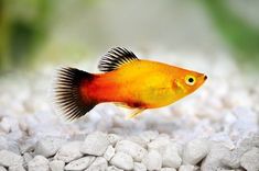 an orange and black fish is in the water next to some white rocks with green plants behind it