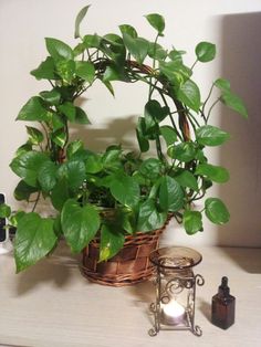 a potted plant sitting on top of a table next to a candle and some bottles