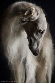 a white dog with long hair standing on a black background