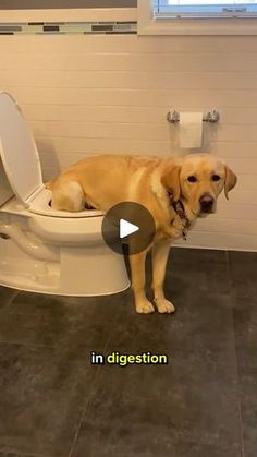 a dog sitting on top of a toilet seat in a room with tile flooring