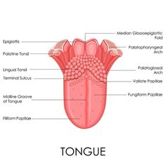 the tongue is labeled with all its parts labelled in this diagram, it's important to see what you are looking for