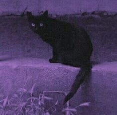 a black cat sitting on top of a cement wall next to tall grass and weeds