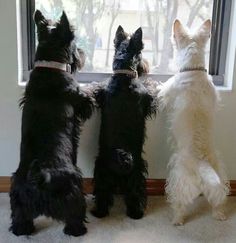 three dogs are looking out the window together