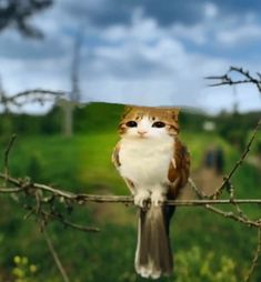 a cat sitting on top of a tree branch next to a green field and blue sky