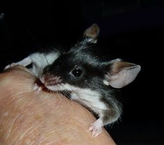 a black and white rat sitting on top of someone's hand