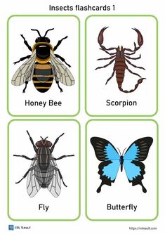 four different types of insects with the words insect names and pictures below them on each one