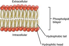 diagram of the structure of a plant cell, labeled in red and labeled with text