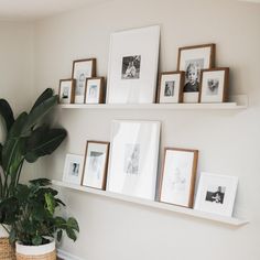 some pictures are hanging on the wall and there is a potted plant next to it