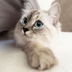 a gray and white cat with blue eyes laying down