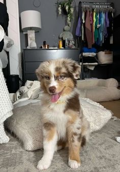 a small dog sitting on top of a bed next to a white and brown pillow