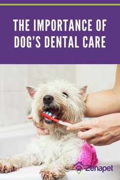 a person brushing their dog's teeth with a toothbrush