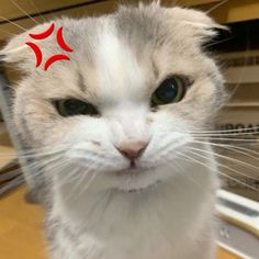 a white and gray cat with a red star on it's forehead looking at the camera