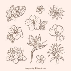 flowers and leaves drawn in line on a white background