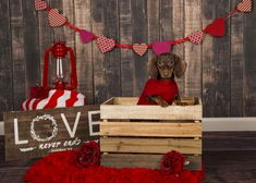 a dog is sitting in a crate with red roses