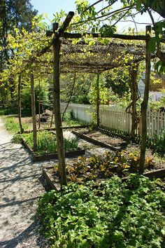 an outdoor garden with lots of plants and trees