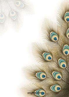 an image of peacock feathers on a white background