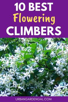 flowers with the title 10 best flowering climbers in purple and white text overlay