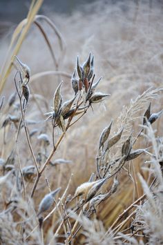 some very pretty plants in the middle of tall brown grass with little leaves on it