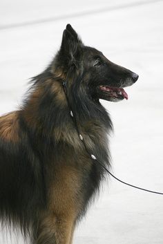 a brown and black dog with a leash on it's neck standing in the snow