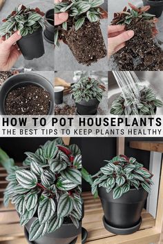 how to pot houseplants the best tips to keep plants healthy