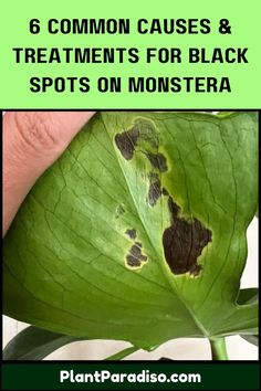 Causes & Treatments for Black Spots on Monstera Monstera Minima, Leaf Health, Monstera Plant Care, Monstera Plants, Arrowhead Plant, Beautiful Leaves, Thriving Garden, Monstera Plant, Black Leaves