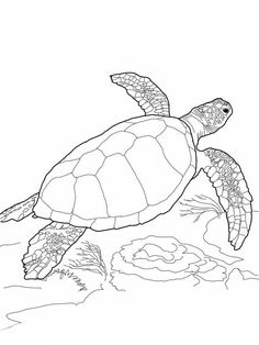 a sea turtle swimming in the ocean coloring pages for kids, free to print and color