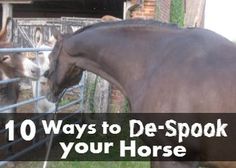 two horses standing next to each other behind a fence with the words 10 ways to de - spook your horse