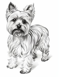 a drawing of a small dog with long hair