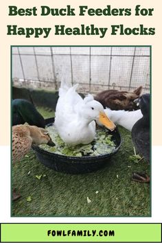 Best Duck Feeders for Happy Healthy Flocks Duck Feeder, Ducks Unlimited, Baby Ducks, The Duck, Healthy Happy, Flocking