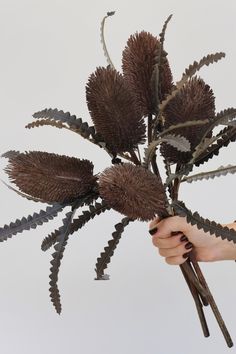 a person holding a plant in their hand with brown leaves on it and white background