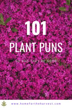 purple flowers with the words 101 plant puns so bad they're good