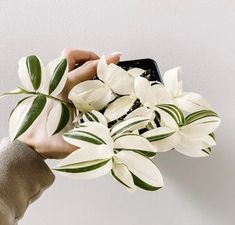 a person holding a cell phone with white flowers in it