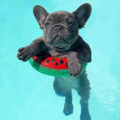 a dog is swimming in the pool with a frisbee on it's back