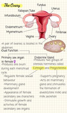 The Female Ovary Female Reproductive System Anatomy, Teas 7, Hesi A2, Laboratory Medicine, Sistem Saraf, Learn Biology, Biology Science, Study Biology