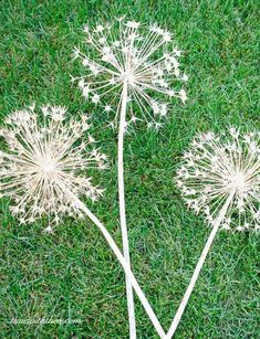 two white dandelions sitting on top of a green grass covered field next to each other