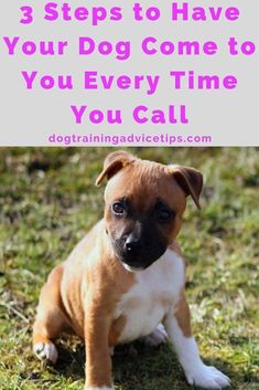 a brown and white dog sitting on top of a grass covered field with the words 3 steps to have your dog come to you every time you call