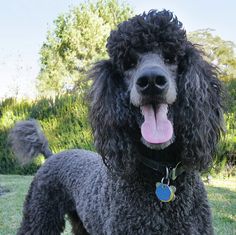 a black poodle standing in the grass with its tongue out and it's tongue hanging out