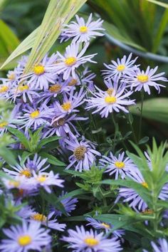 Aster amellus 'King George' Patio Layout Design, Gardens Backyard, Front Gardens, Seed Heads, Garden Design Layout, Low Maintenance Landscaping, Low Maintenance Garden